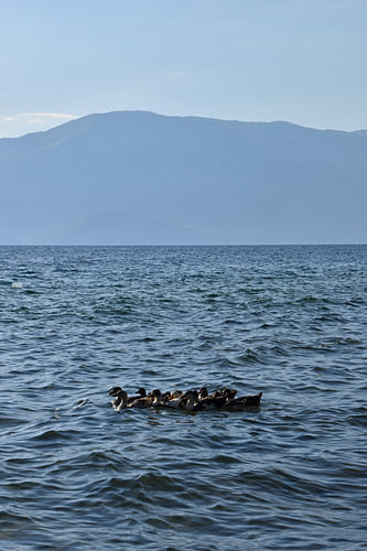 Eenden op het Ohrid meer 1