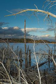 Dead wood by Tom Van den Bossche
