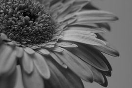 Black Flower von Chantal Nieuwenhuizen