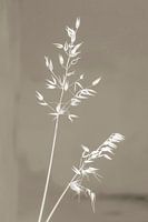 Grass stalks in sepia tones