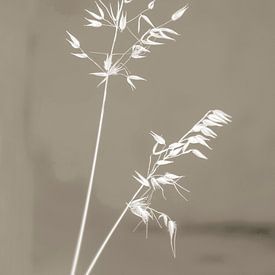 Grass stalks in sepia tones by Affect Fotografie