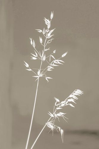 Grashalmen in sepia tinten