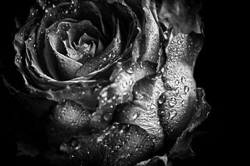 Beautiful Rose Closeup - with Drops Black and White by marlika art