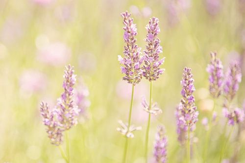 Lavendel in bloei