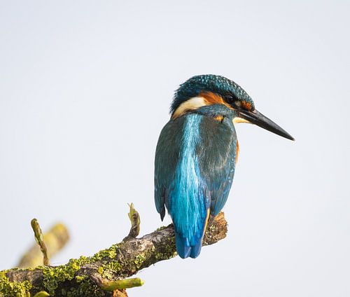 Martin-pêcheur à l'affût