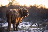Schotse Hooglander in winterse omstandigheden van Thom Brouwer thumbnail