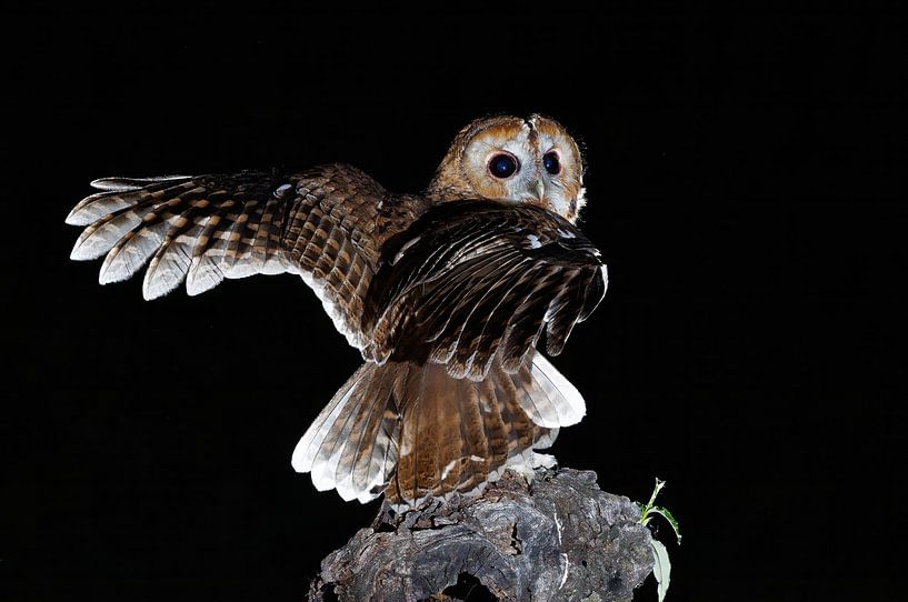 Tawny Owl by Rob Kempers