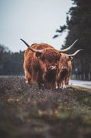 Schotse Hooglanders, Wezepsche Heide