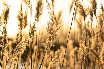 gras von Dirk van Egmond