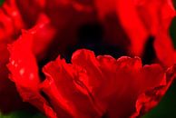 Rote Mohnblumen im eigenen Garten von Margo Schoote Miniaturansicht
