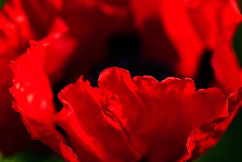 Rote Mohnblumen im eigenen Garten