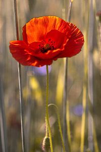 Mohnblume im Gegenlicht