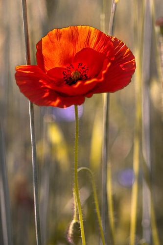 Papaver in achtergrondverlichting