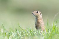 Siezel auf der Suche