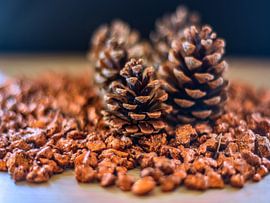 CONCEPT AUTOMNE : DES POMMES DE PIN EN AUTOMNE