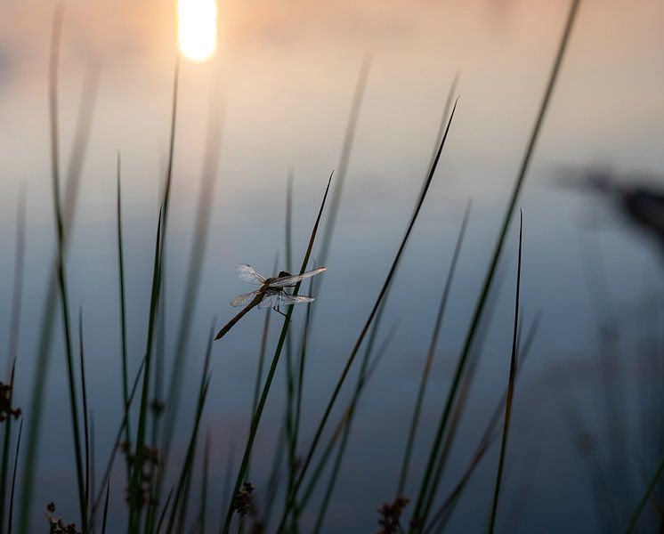 dragonflies and damselflies part 5 by Tania Perneel