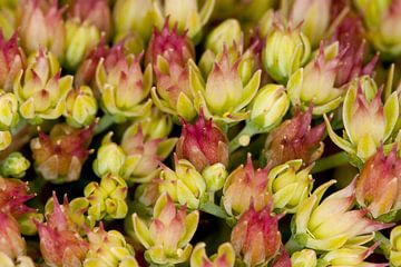 bloemetjes van Klaartje Majoor