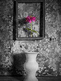 Flower on the wall by Leo