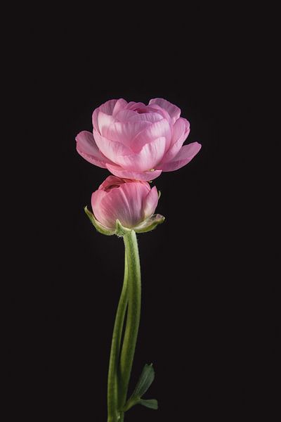 Roze Ranonkels - Roze bloemen met betekenis van Sandra Hazes