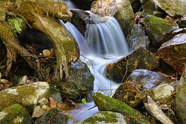 Torrent en Forêt-Noire sur Dieter Fischer