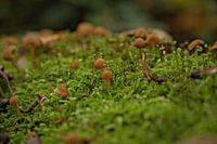 Mushrooms