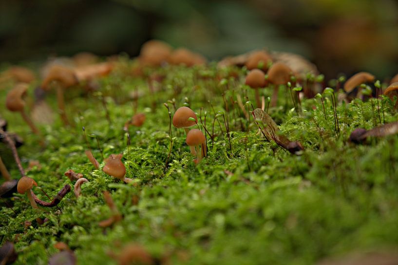 Mushrooms by Dirk Herdramm