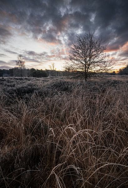 L'aube hivernale : le silence d'un matin glacé par Hevonax Photography