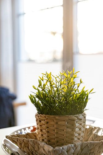 Kamerplant in een mand bij zonsondergang