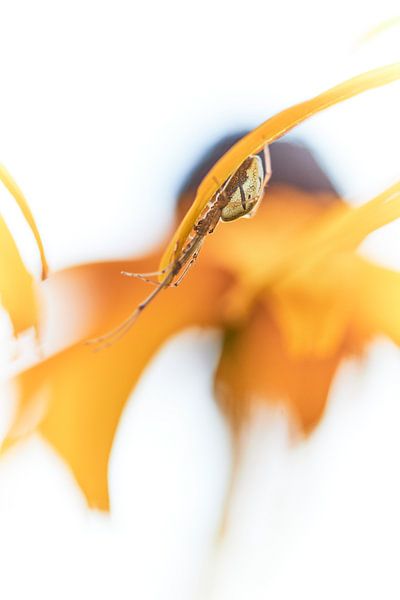 Spider in your own environment by Monique Visser