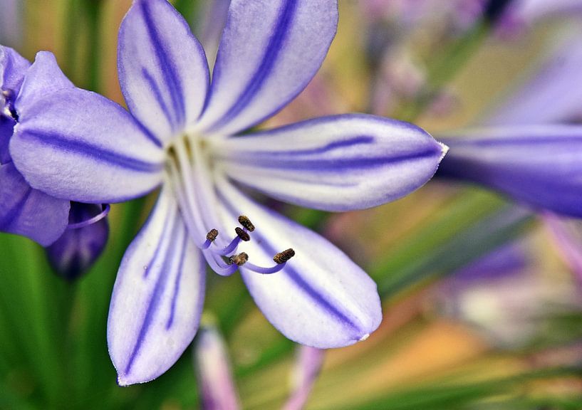 une fleur bleue de lys africain décoratif par Werner Lehmann