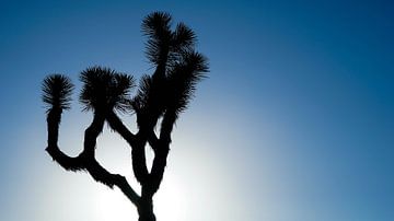 Le parc national de Joshua Tree aux États-Unis