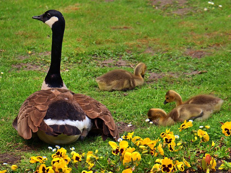 Oie, descendants de l'oie 6 par Edgar Schermaul