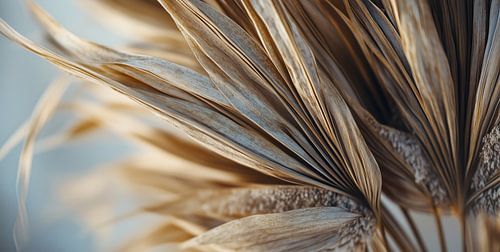 Feuilles de palmier sèches