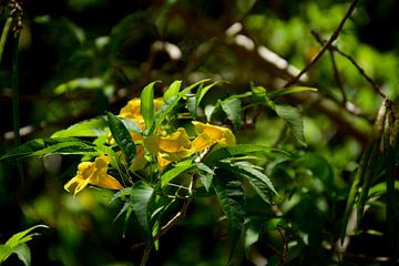 Yellow Caesalpinia by Frank's Awesome Travels