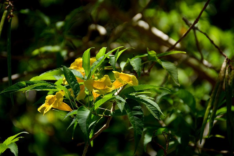 Caesalpinia jaune par Frank's Awesome Travels