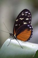 Vlinder op blad