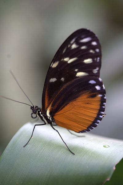 Vlinder op blad van Eric Verhoeven