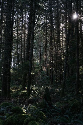 Ein schöner Wald im Bundesstaat Washington von Yara Dragt