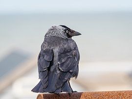 Kauw aan de Noordzee