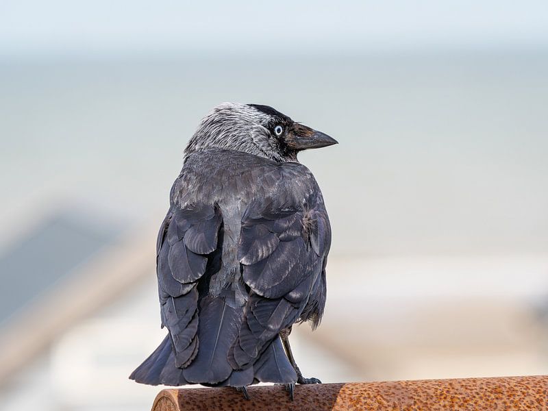 Dohle am Nordsee von Mustafa Kurnaz