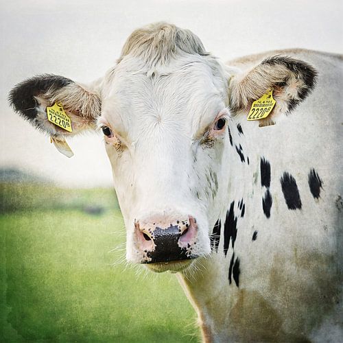 Kijk eens diep in mijn ogen