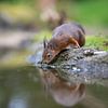Eekhoorn bij het water van Karin van Rooijen Fotografie
