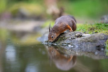 Eekhoorn bij het water