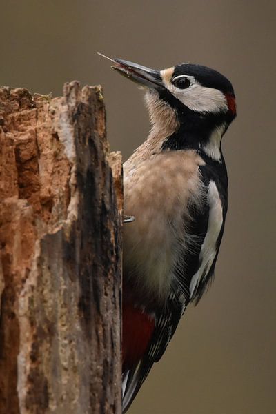 Grote bonte specht mannetje von Sascha van Dam