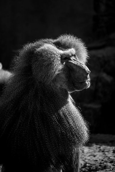 Portrait de babouin par Jeffrey Hensen