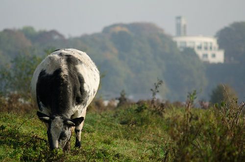 Koe in de Wageningse uiterwaarde