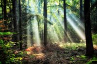 Sunbeams