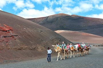 Camel caravan with tourists in Lanzarote island. Spain. by Carlos Charlez