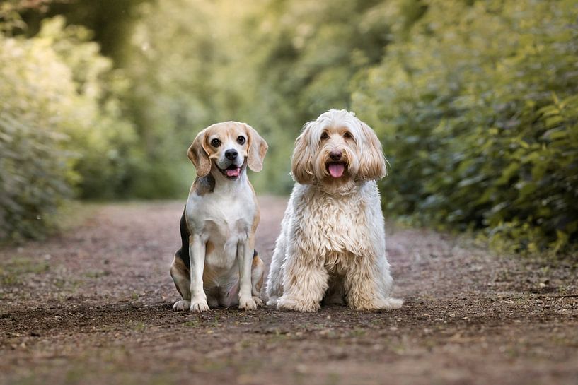 Dolly und Perle von Monique van Helden