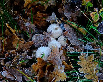 Herbst, Pilze von Eugenio Eijck